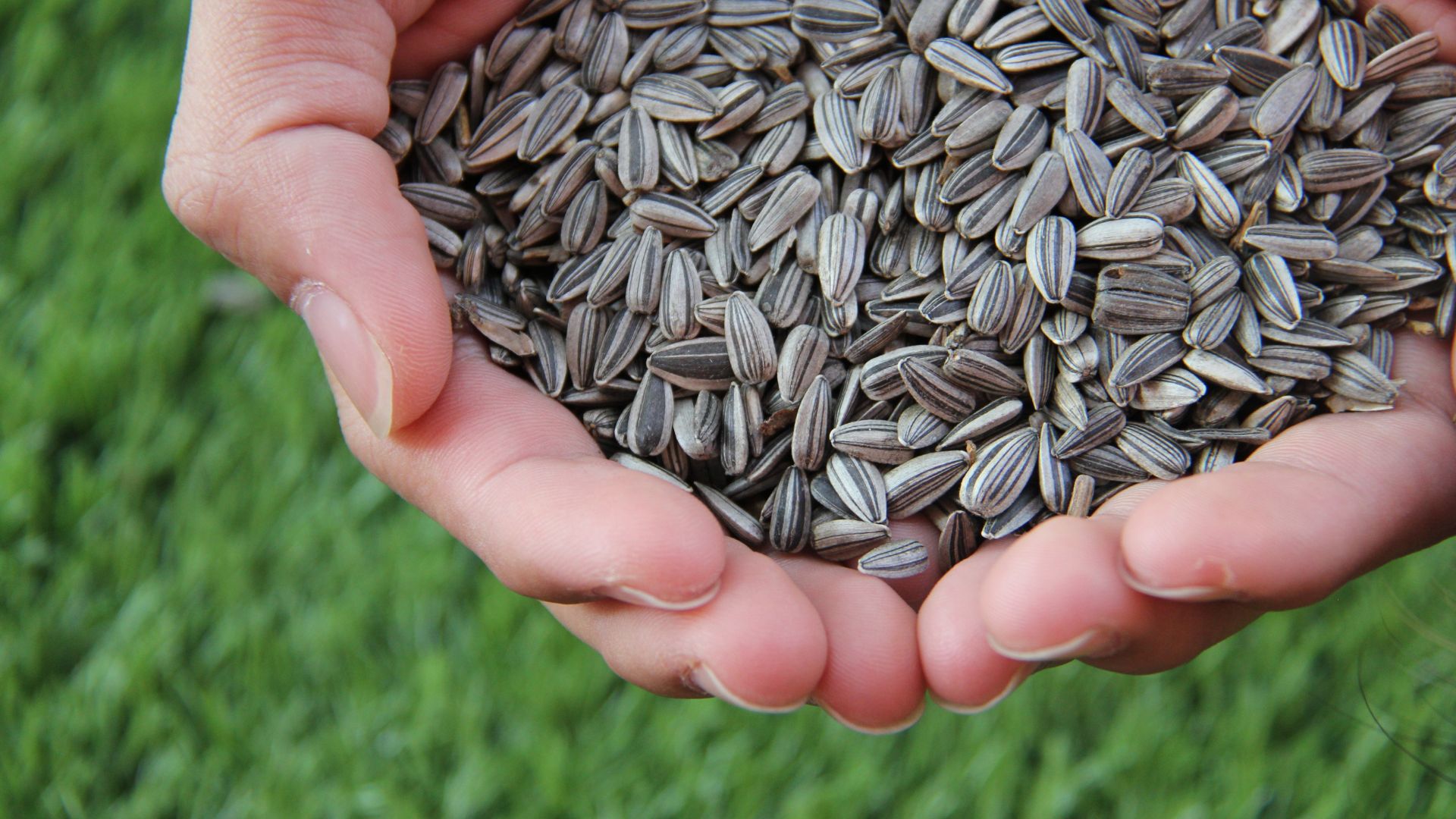 A pair of hands holding a huge pile of sunflower seeds.